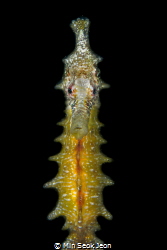 Seahorse by Min Seok Jeon 